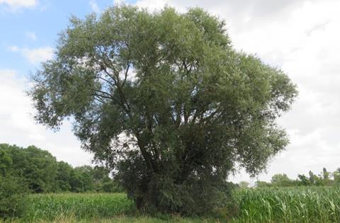 Knotwilg in het Zegbroek